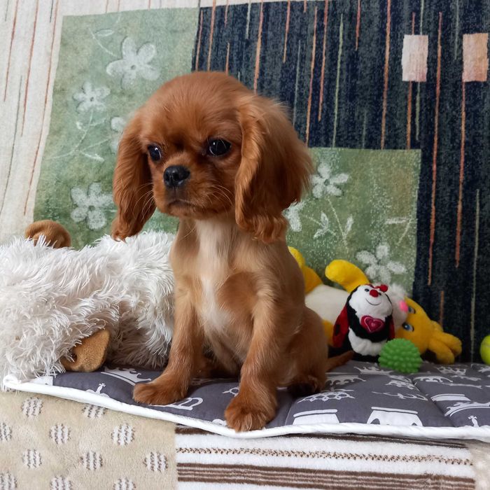 Кавалер кінг чарльз спаніель