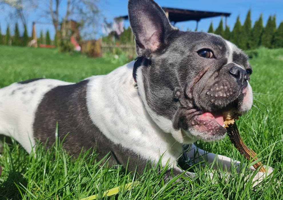 Naturalny gryzak dla psa z poroża