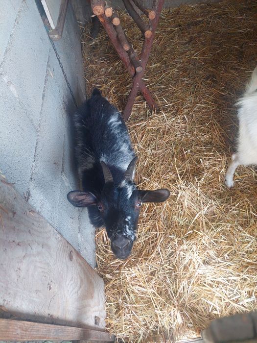Cabras anas mansas