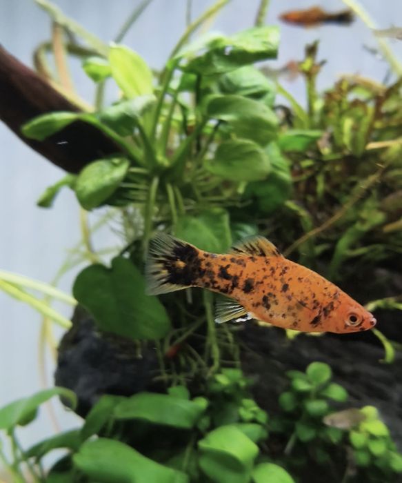 Lote de espadas adultos e juvenis