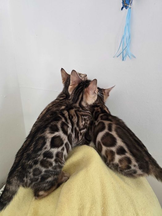 Kocurek Bengalski