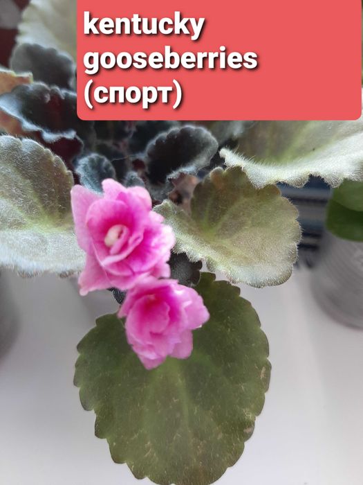 сортовая фиалка продажа