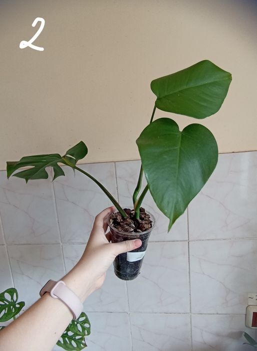 Монстера делікатесна (Monstera deliciosa)