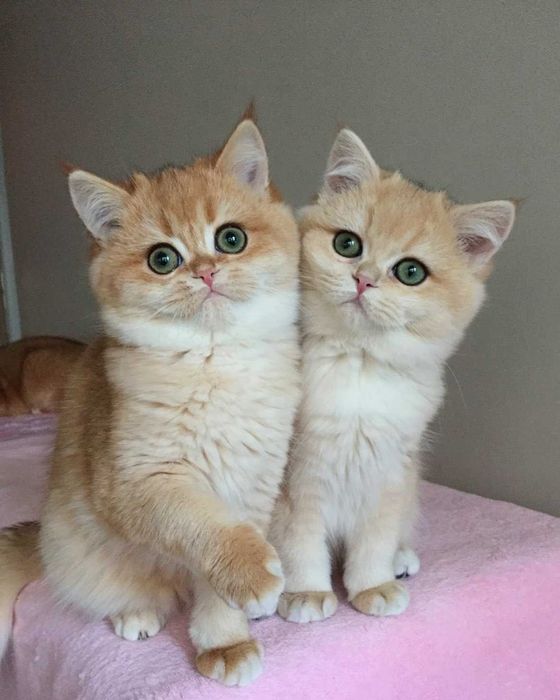 Kocurek, colour niebieska złota szynszyla