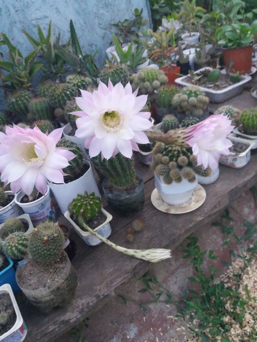 Кактусы разных сортов