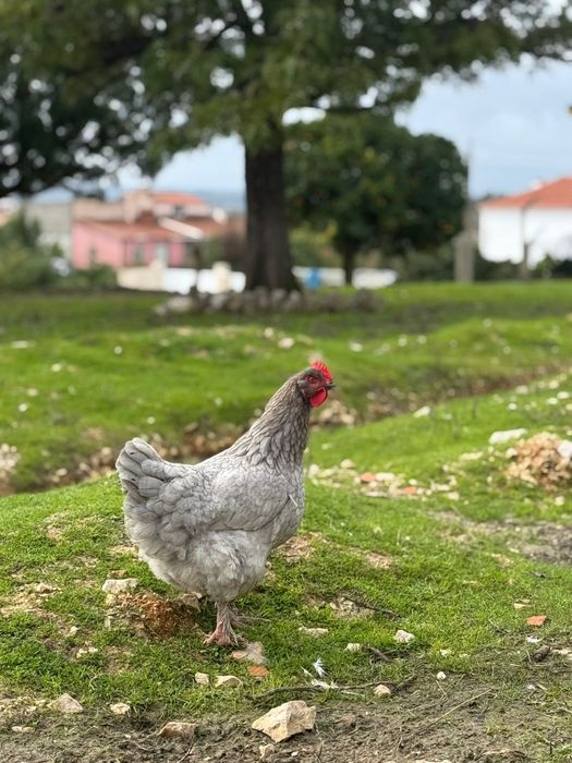 Ovos Marans e Seramas incubação