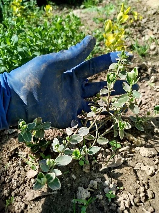 Флокс гвоздика ромашка бересклеты ирисы примулы
