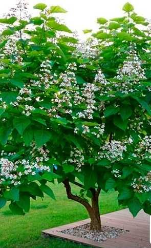 Катальпа бигнониевидная 3 метра