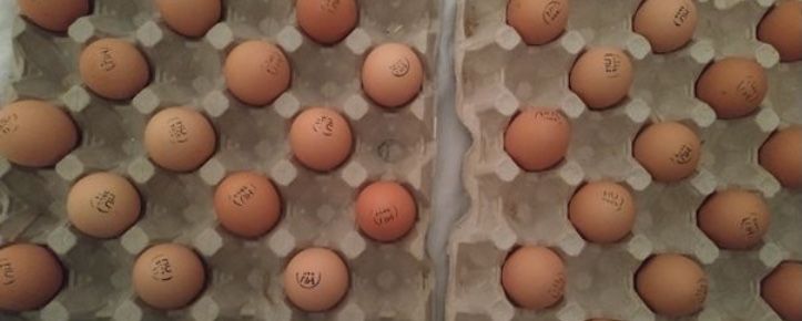 Інкубаційні яйця Гріз Бар