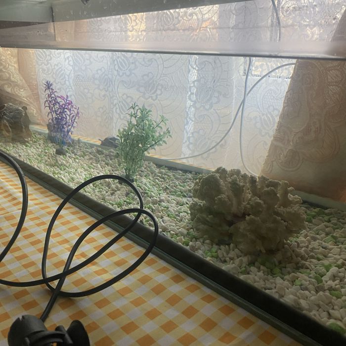 Акваріу доброму стані