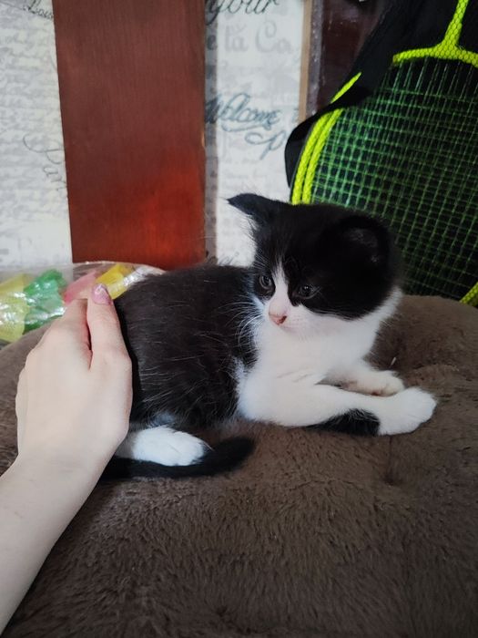 кошенята в хороші руки
