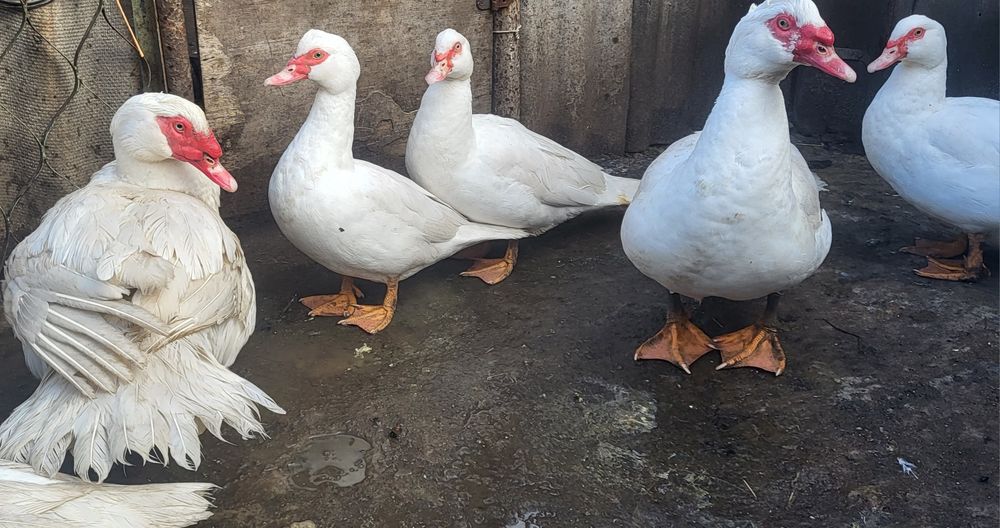 Инкубационное яйцо  мускусной утки, индоутки тяжелой линии Белые