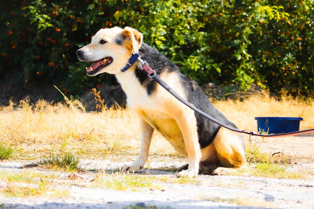 WINSTON - cudowny psi senior czeka na dom