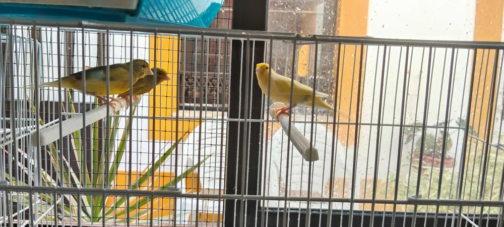 Canários filhos de Timbrado Espanhol puros