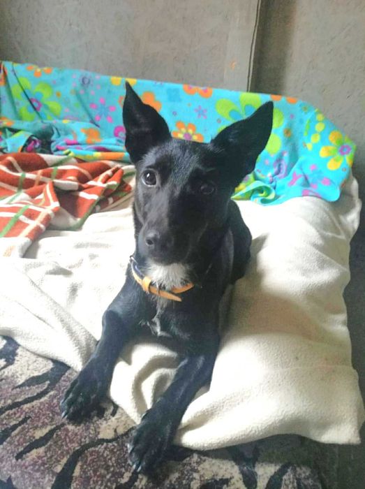 Maleńka, kochana, przytulaśna, ok roczna bezdomna sunia szuka domu