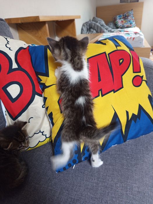 Piękne małe kotki do adopcji