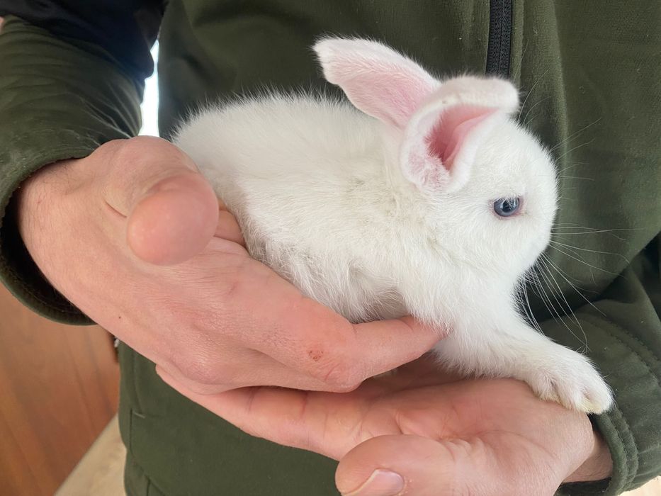 Coelhos para consumo próprio ou para estimação