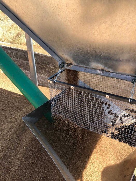 Caroço de Azeitona limpo e seco