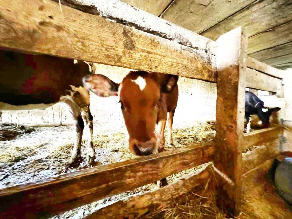 Продається діючи СІМЕЙНА Молочна ЕКОФЕРМА +3,2 га +10 га землі