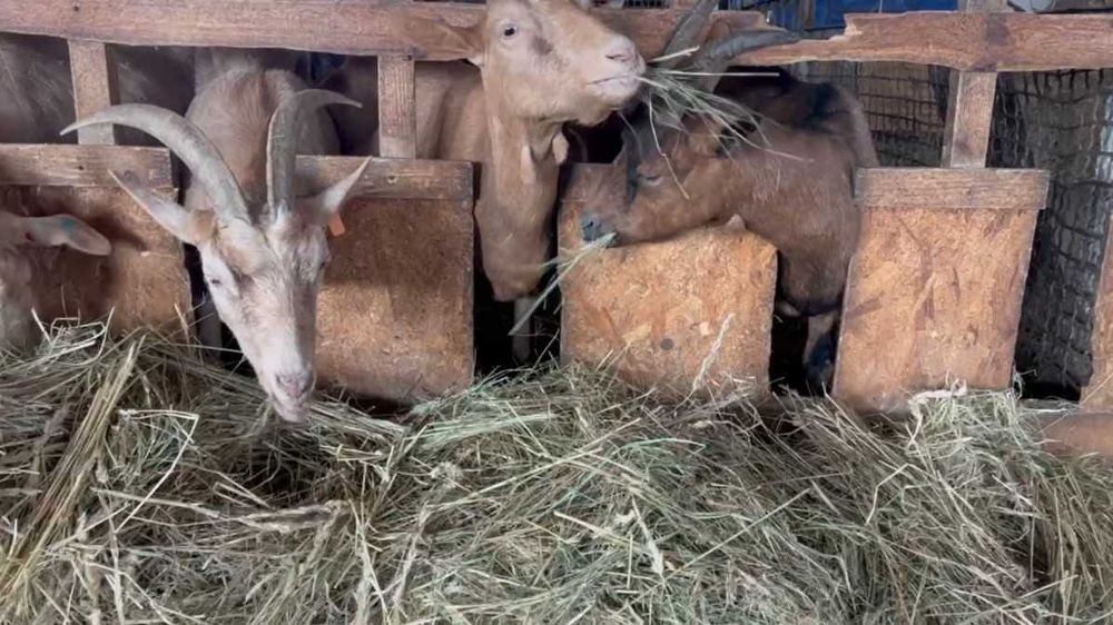 Козы  высокоудойные