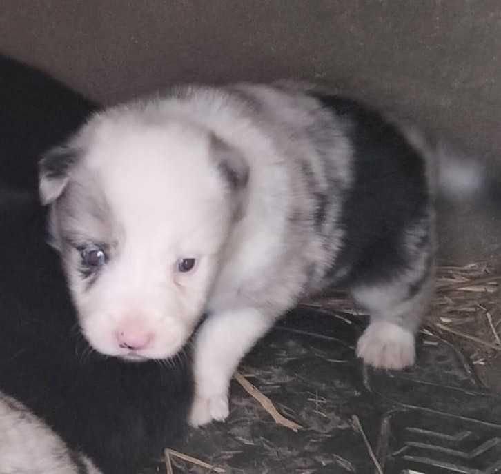 Border collie blue merle
