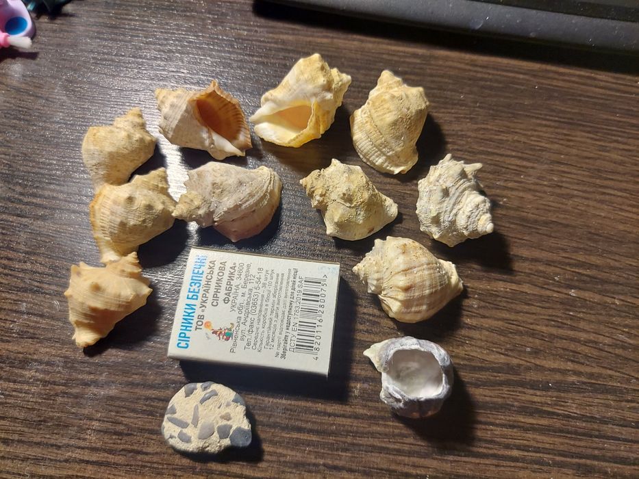 Продам ракушки и кораллы разные