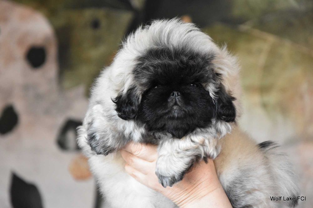 Pekińczyk ZKwP / FCI prawdziwy rodowód