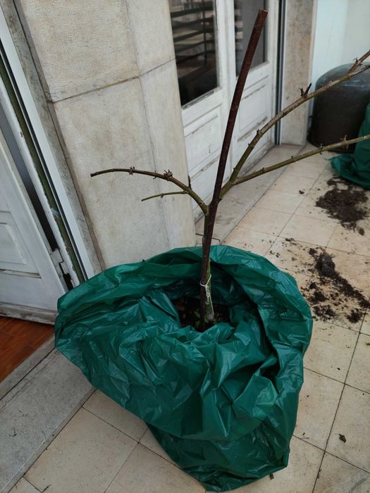 Árvore Hibisco 1 metro altura