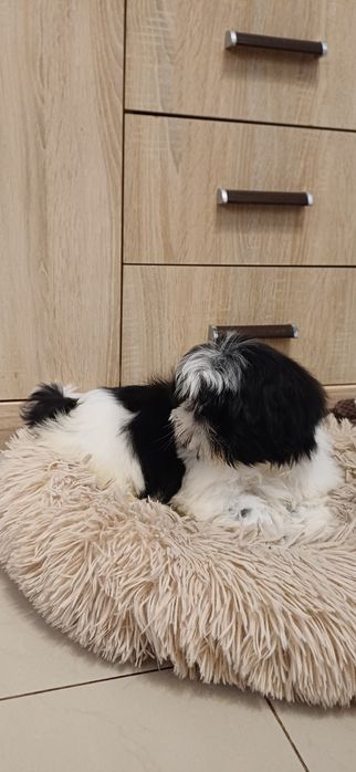 Sunia Shih-tzu gotowa do odbioru.