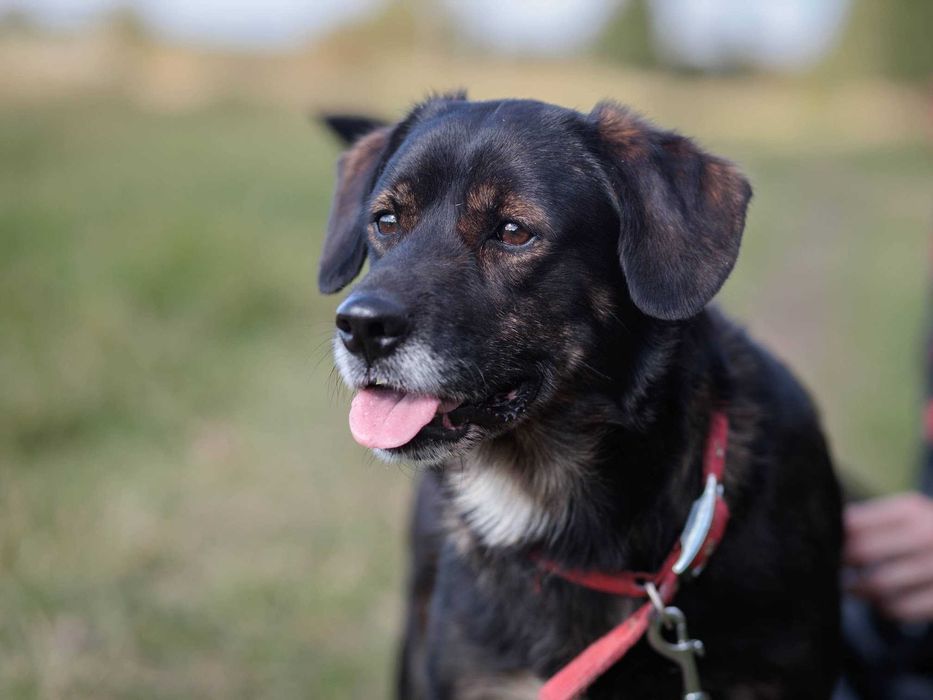 Adoptuj cudownego OZZYEGO!