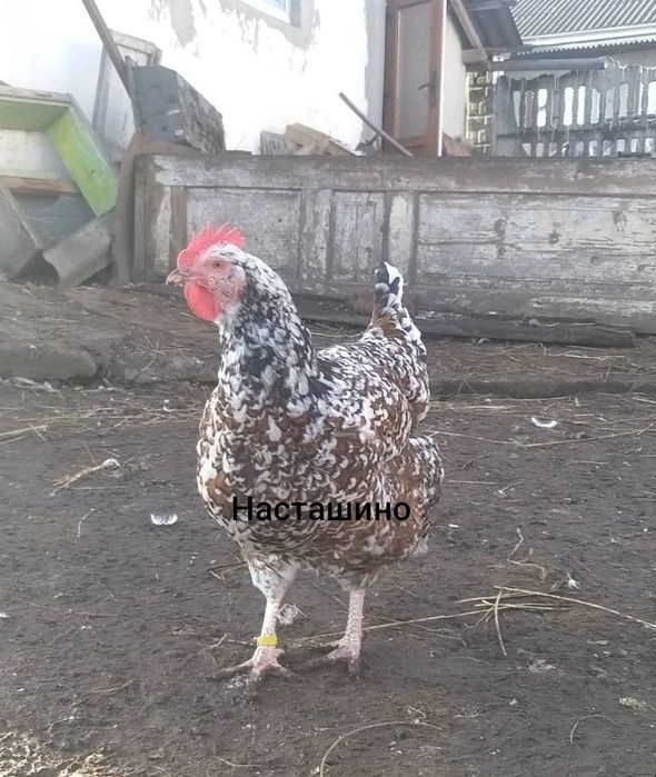 Лівенська ситцева, інкубаційне яйце, ія лівенської ситцевої