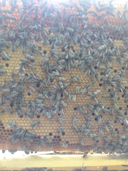 Продам бджолопакети. Карніка.Бджоли.Бджолосімї.