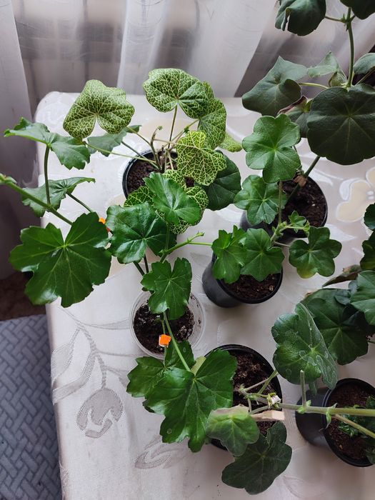 Пеларгонія ампельна та кущова