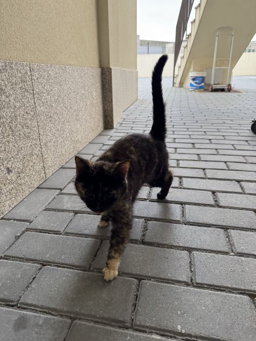 Gatinho para Adoção