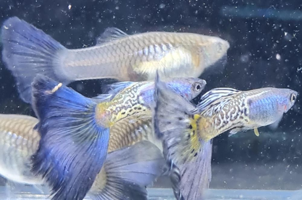 Gupik Snake Skin z Gupikowego Zakątka