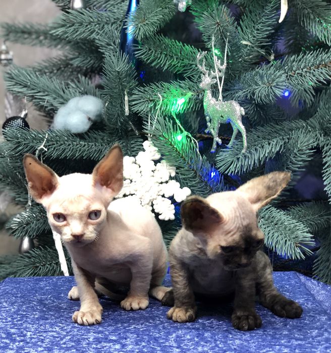 Кошенята Девон рекси