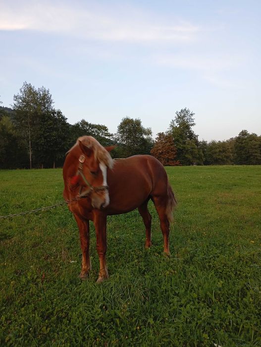 Коні на продаж робочі