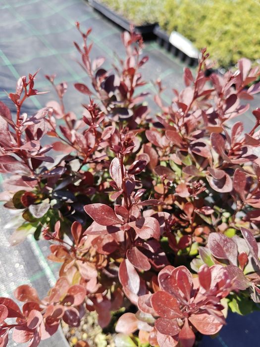 Berberys Thunberga Atropurpurea Nana