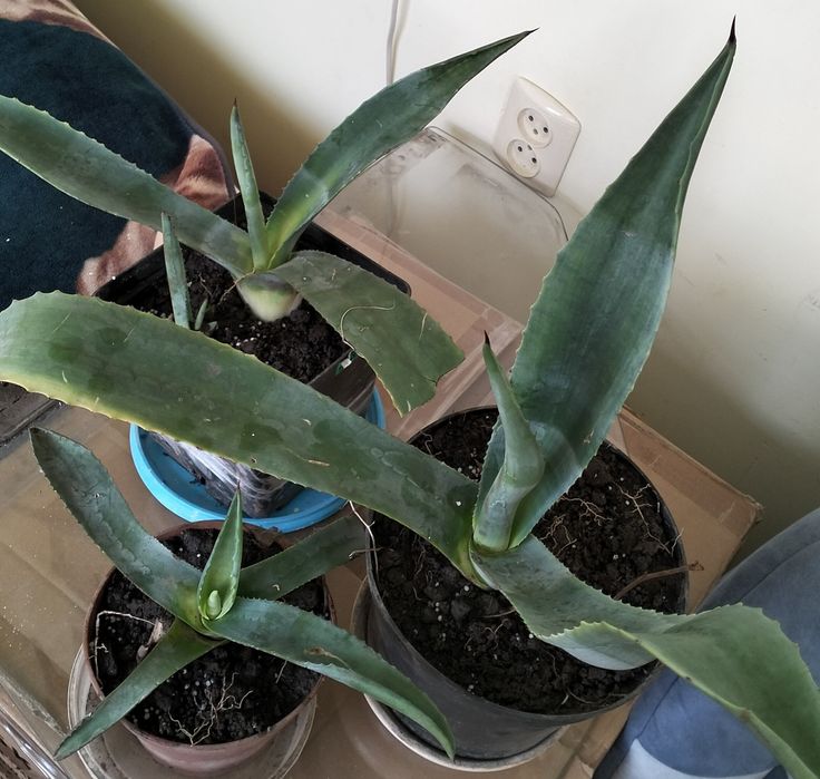 Агава молоді рослини