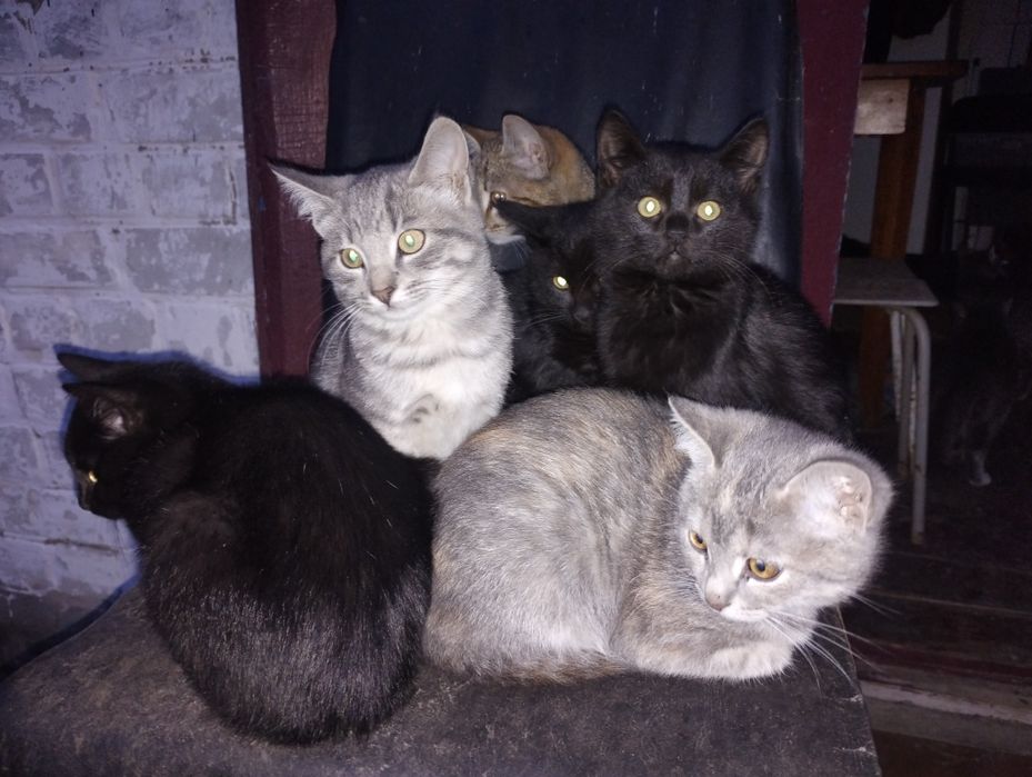 Котики в Острі добрим людям