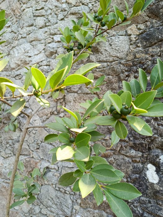 Plantas de Araçá amarelo com cerca de 2m