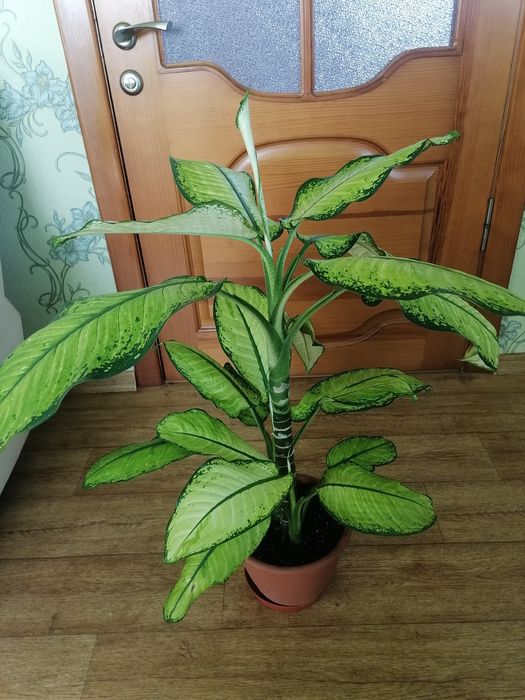 Дифенбахії для дому, офісу.