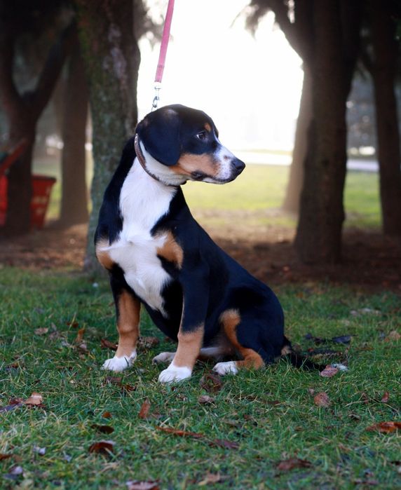 Найменший с зенненхундів! Ентлебухер зенненхунд! КСУ FCI