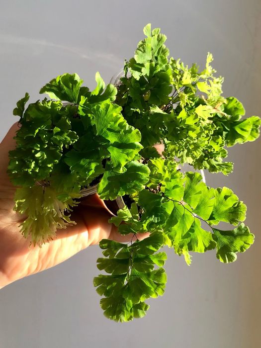 Адіантум Фарлейський. Farleyense.