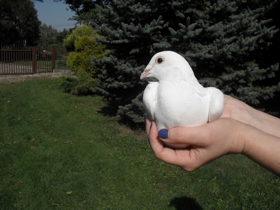 Białe gołębie na ślub