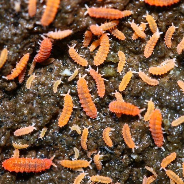Colembolos Laranja