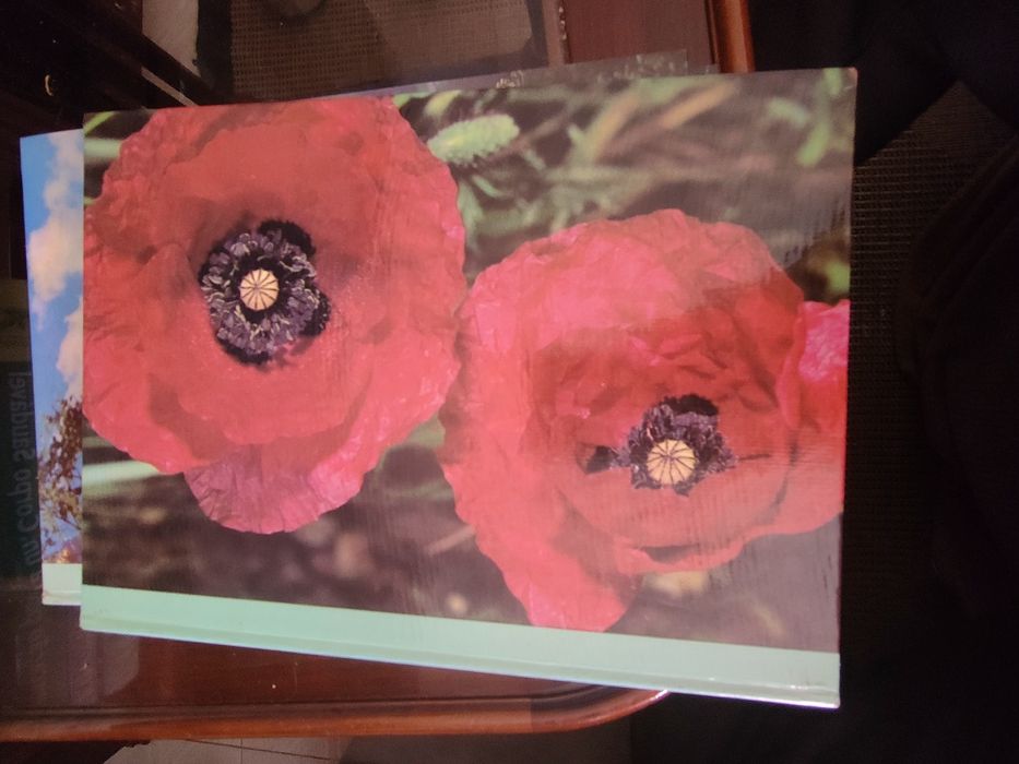 Coleção de 8 Livros "As Plantas Nossas Amigas"