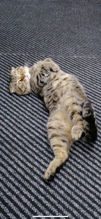 Вязка (Кот Шотландец Вислоухий)