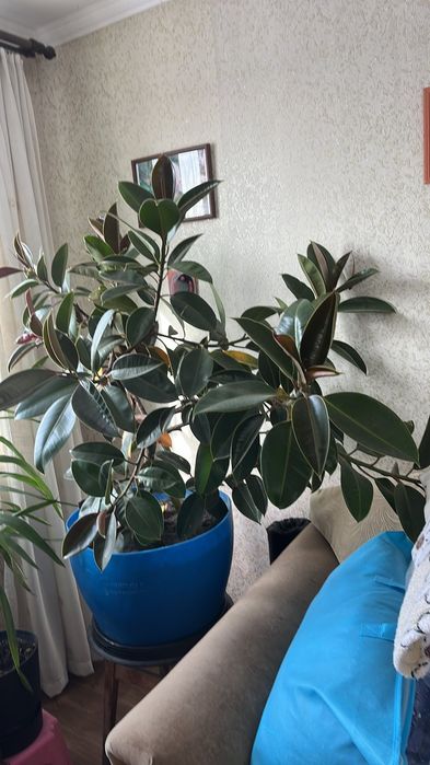 Продам фікус великий