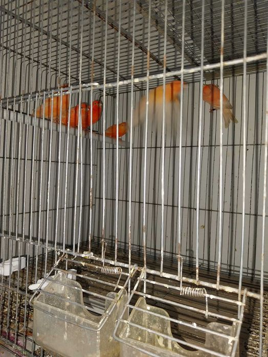 Cedo canarios vermelhos e lizards, aves de 2023 e 2024